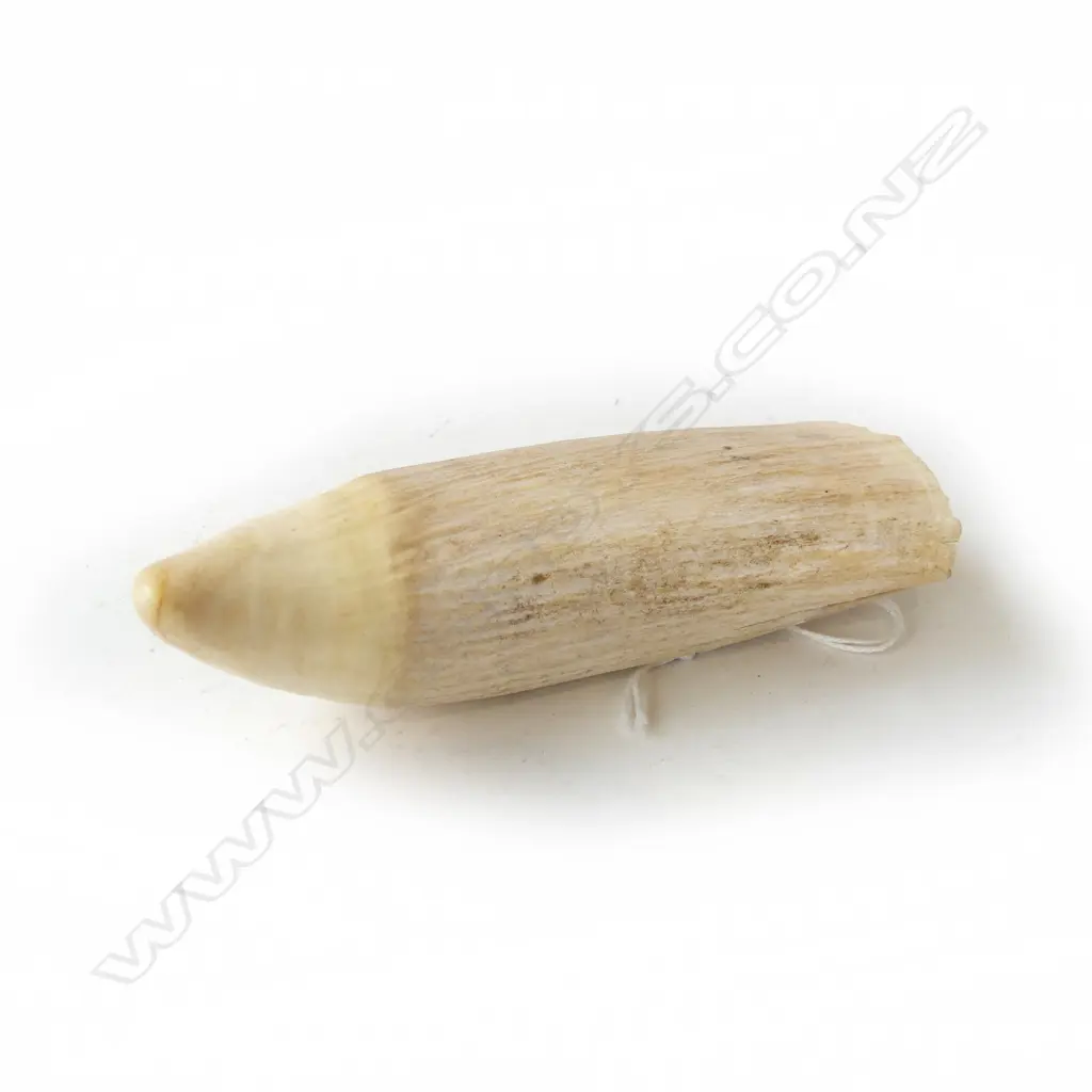 SPERM WHALES TOOTH L130MM  Image 1++