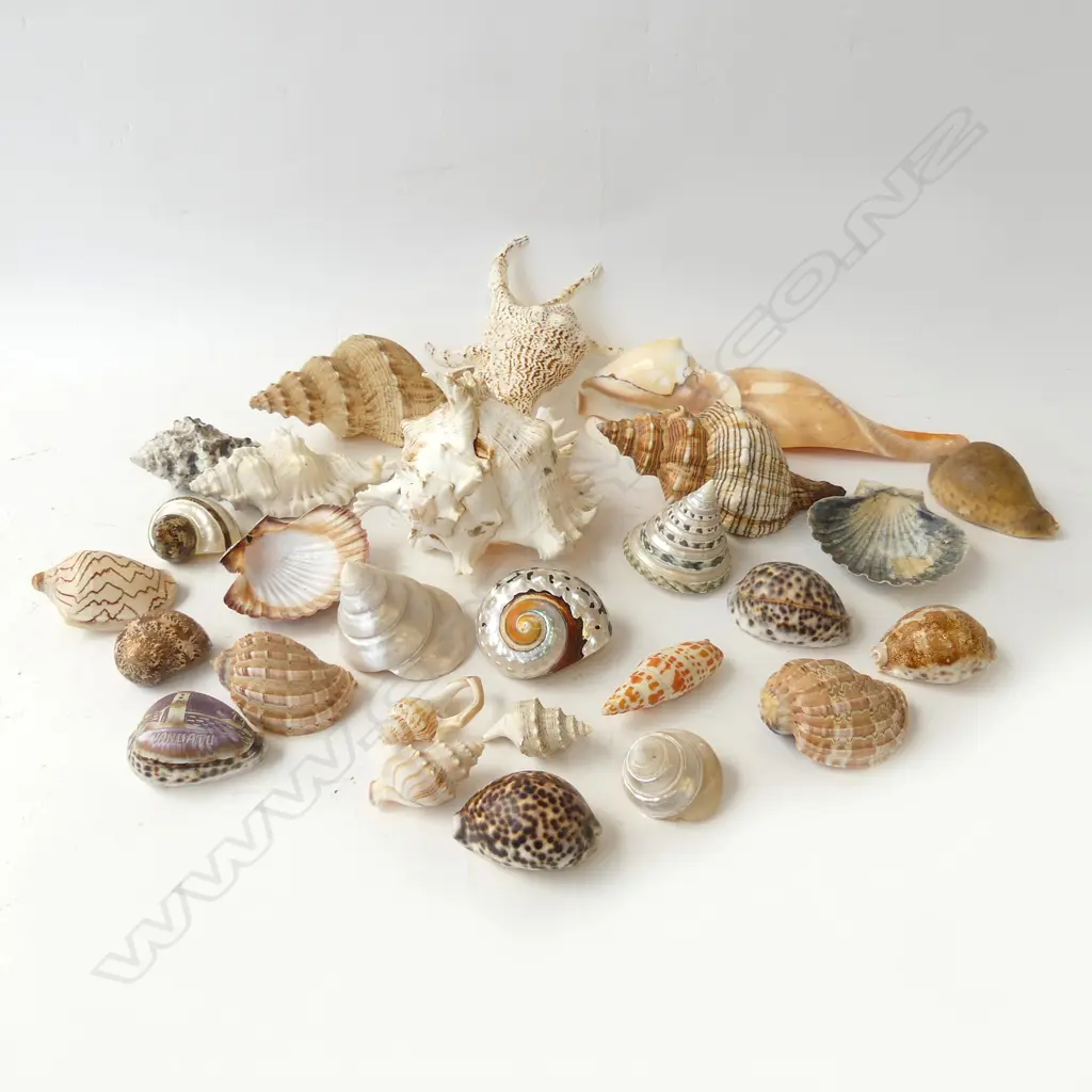 SEA SHELLS Image 1++