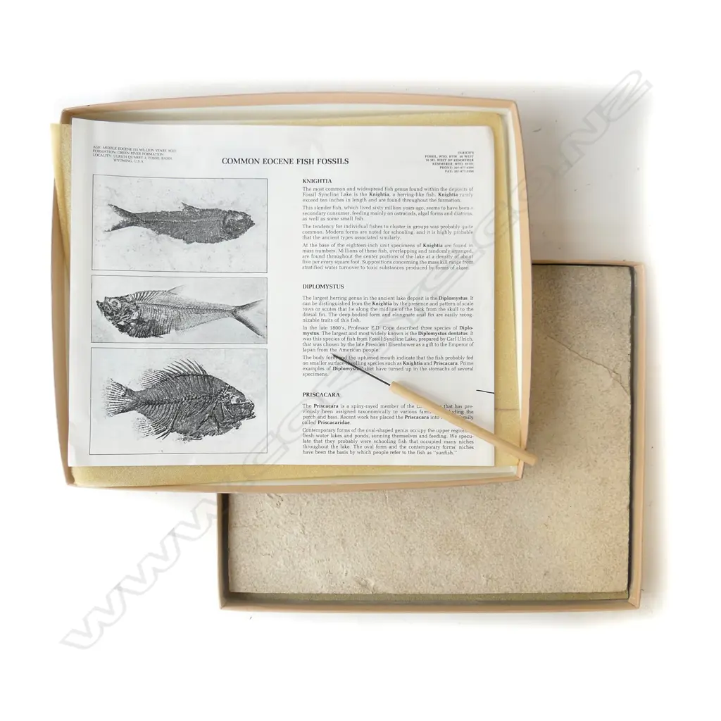BOXED FOSSIL Image 1++