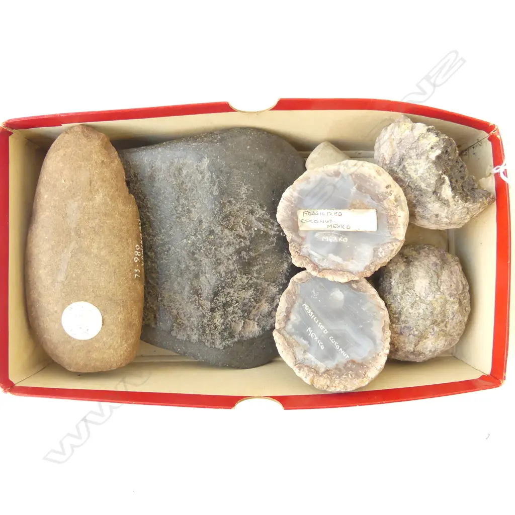3 PACIFIC ADZES, 2 FOSSILISED COCONUTS (MEXICO) Image 1++