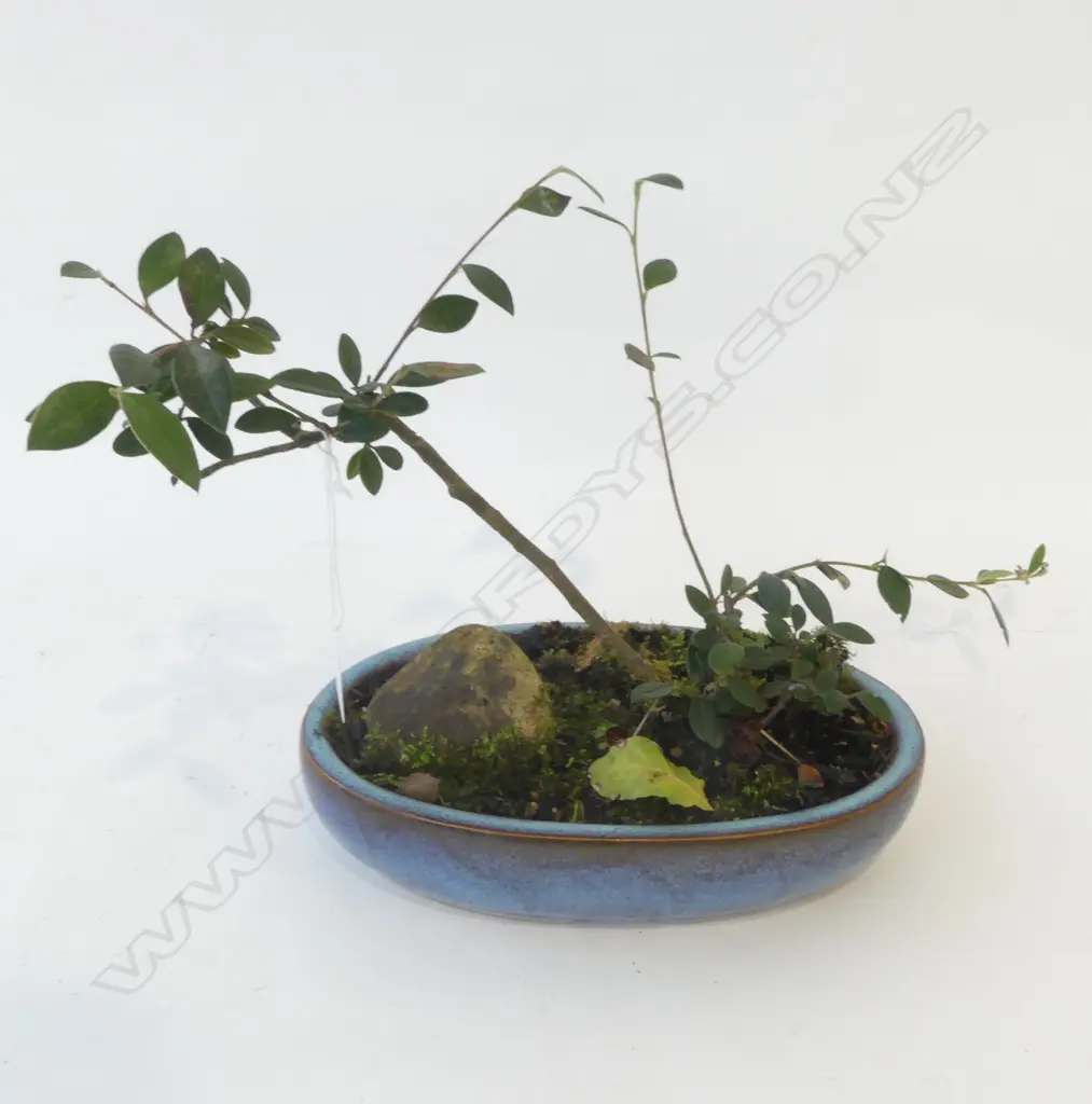 COTONEASTER? BONSAI H.250mm Image 1++