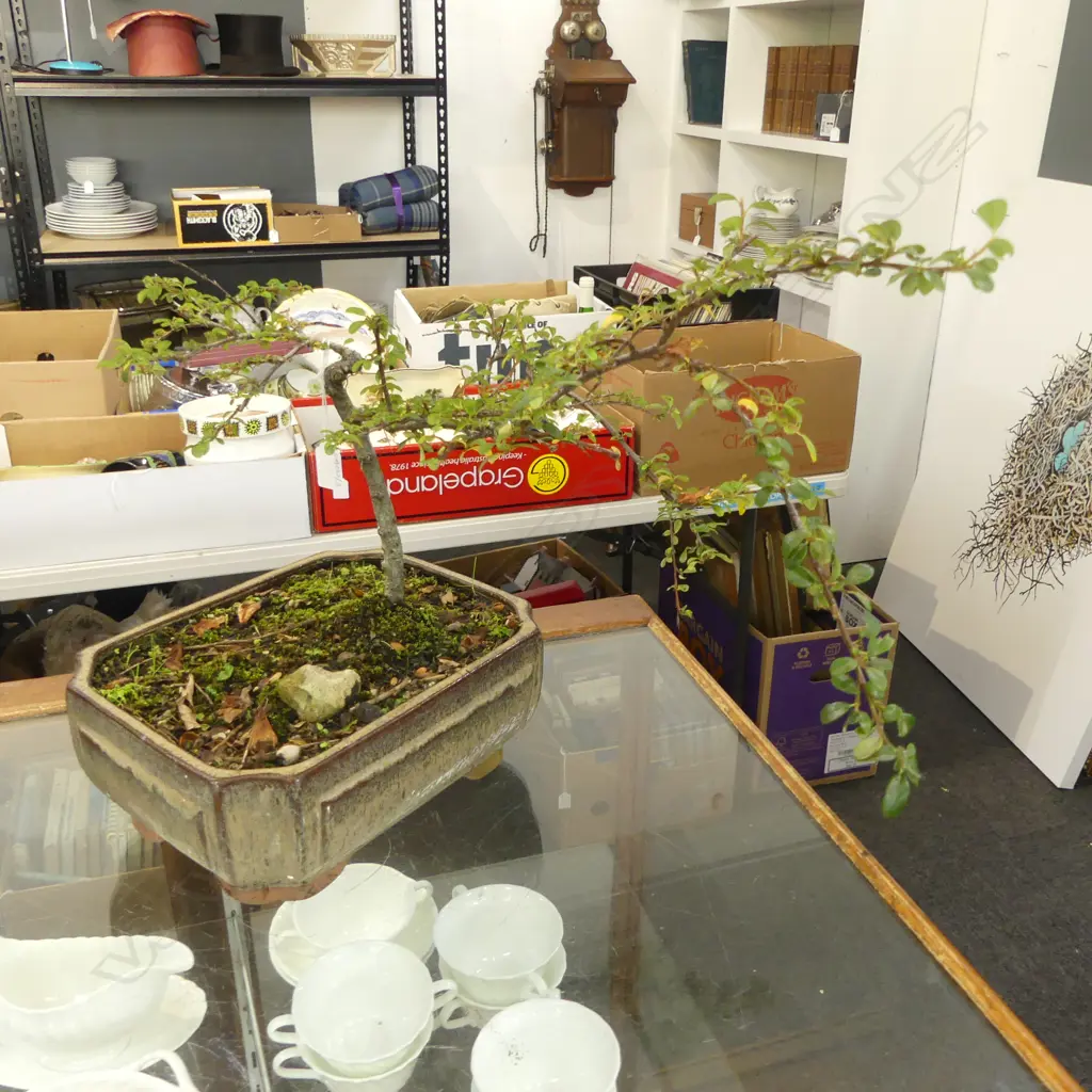 COTONEASTER? BONSAI H.500mm Image 1++