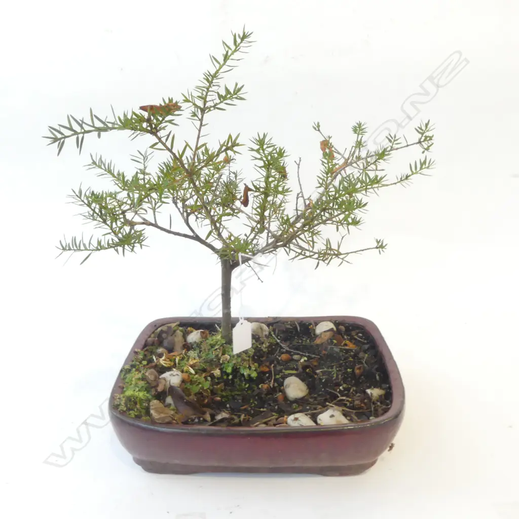 TOTARA BONSAI H.440mm Image 1++
