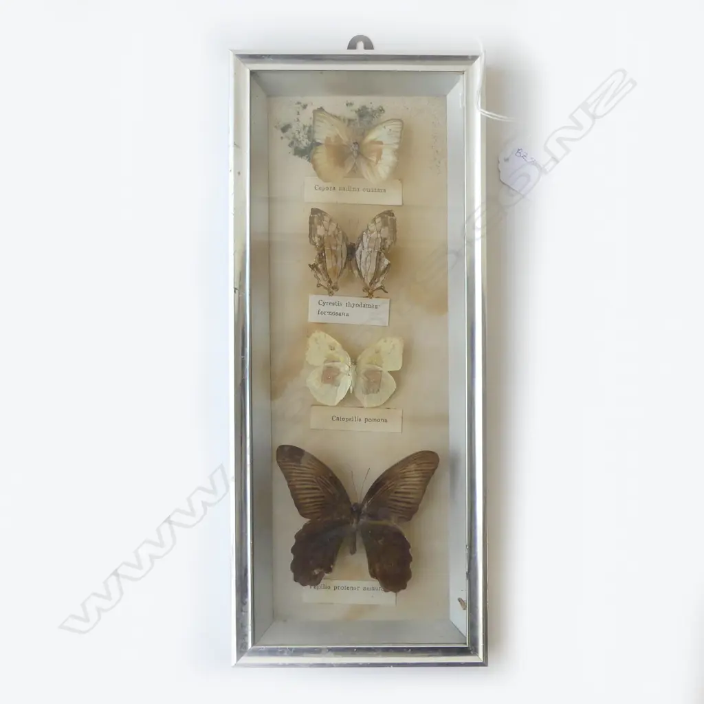 FRAMED BUTTERFLIES 350x145mm Image 1++