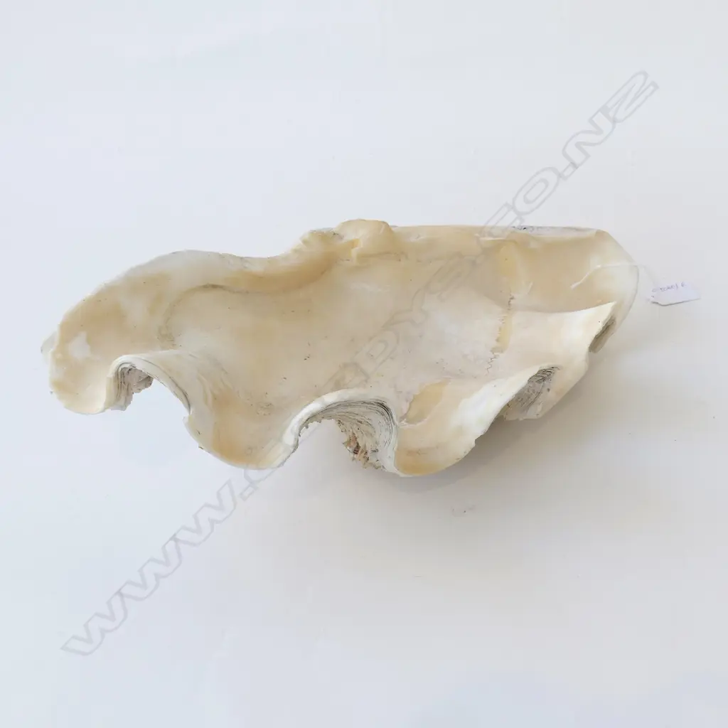 LG WHITE CLAM SHELL W.400mm Image 1++