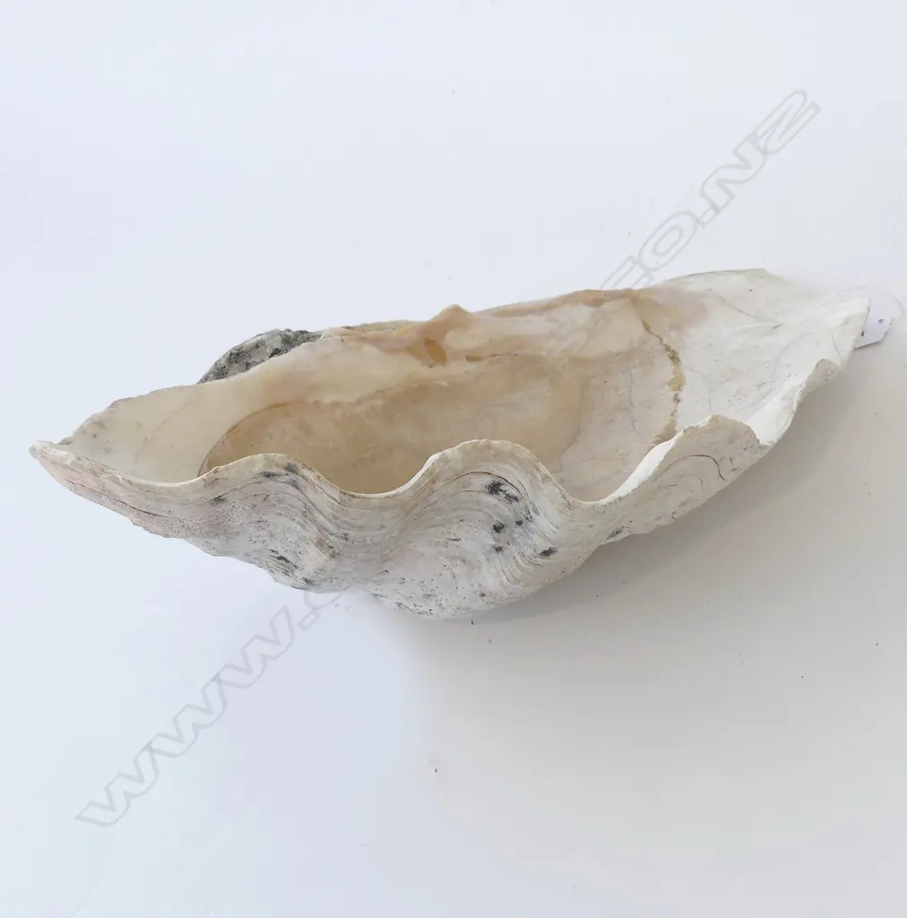 LG WHITE CLAM SHELL W.390mm Image 1++