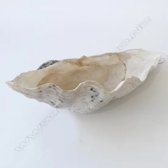 LG WHITE CLAM SHELL W.390mm