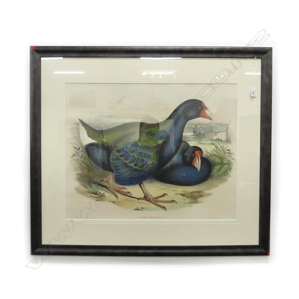 LG PRINT 'NOTORNIS MANTELLI: OWEN' (TAKAHE) 520x655mm Image 1++