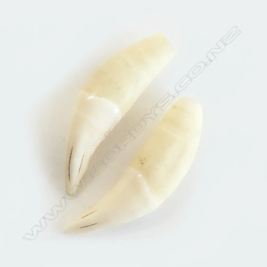 PR LOOSE PLASTIC LION'S INCISER TEETH Image 1++