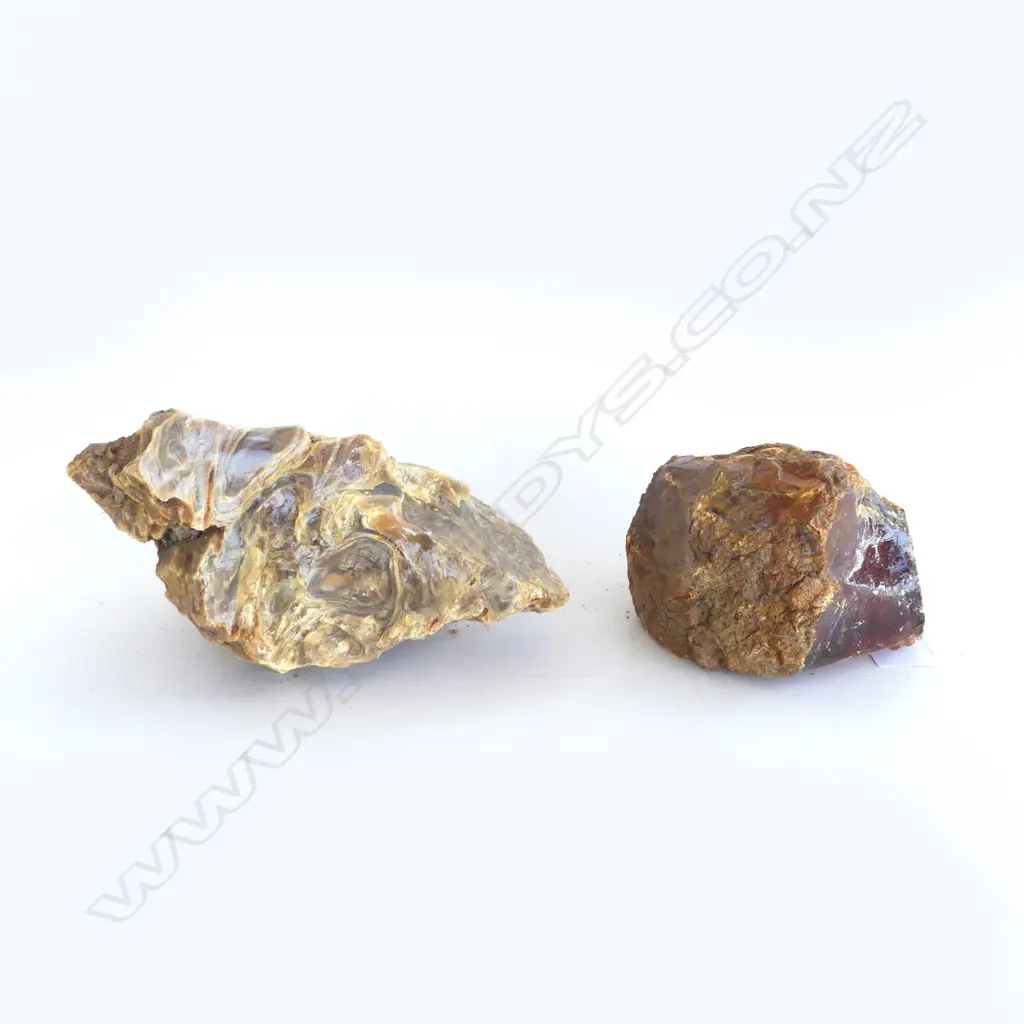 2 KAURI GUM NUGGETS H140 L200 LARGEST Image 1++