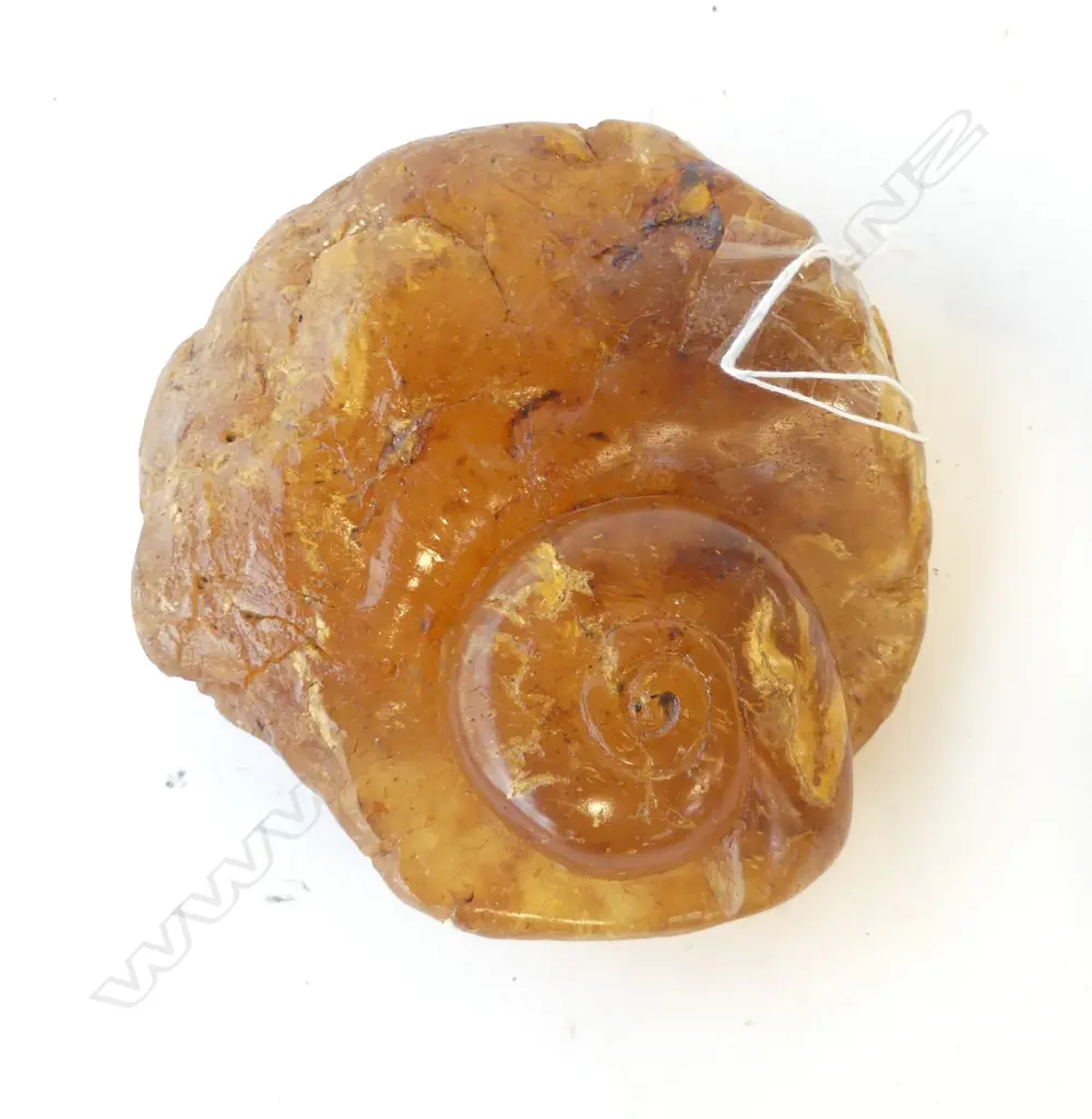 KAURI GUM PIECE W.135mm Image 1++