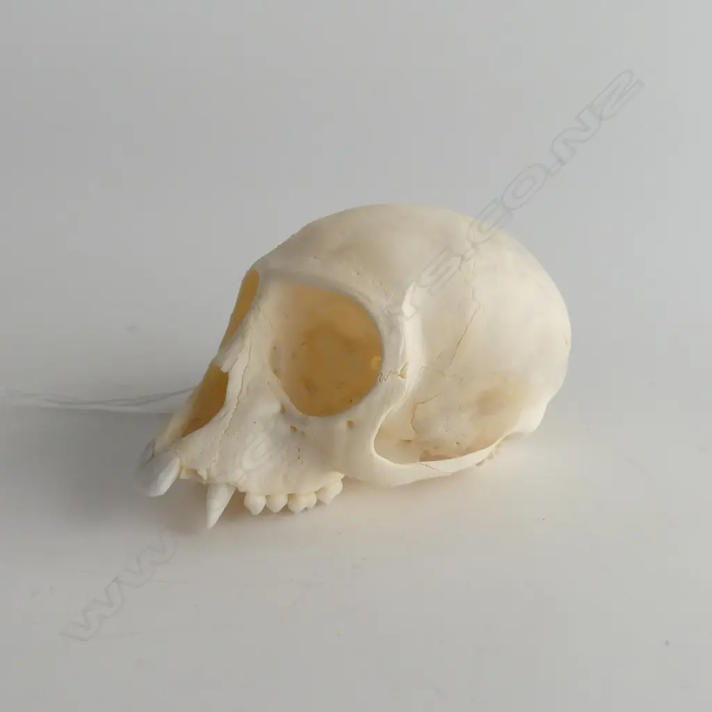 VERVET MONKEY SKULL L.90mm Image 1++