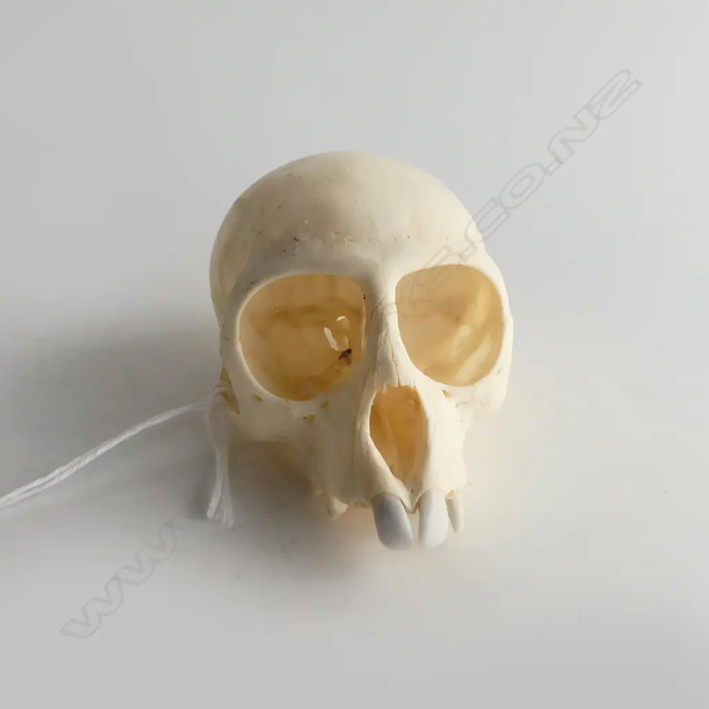 VERVET MONKEY SKULL L.90mm Image 1++