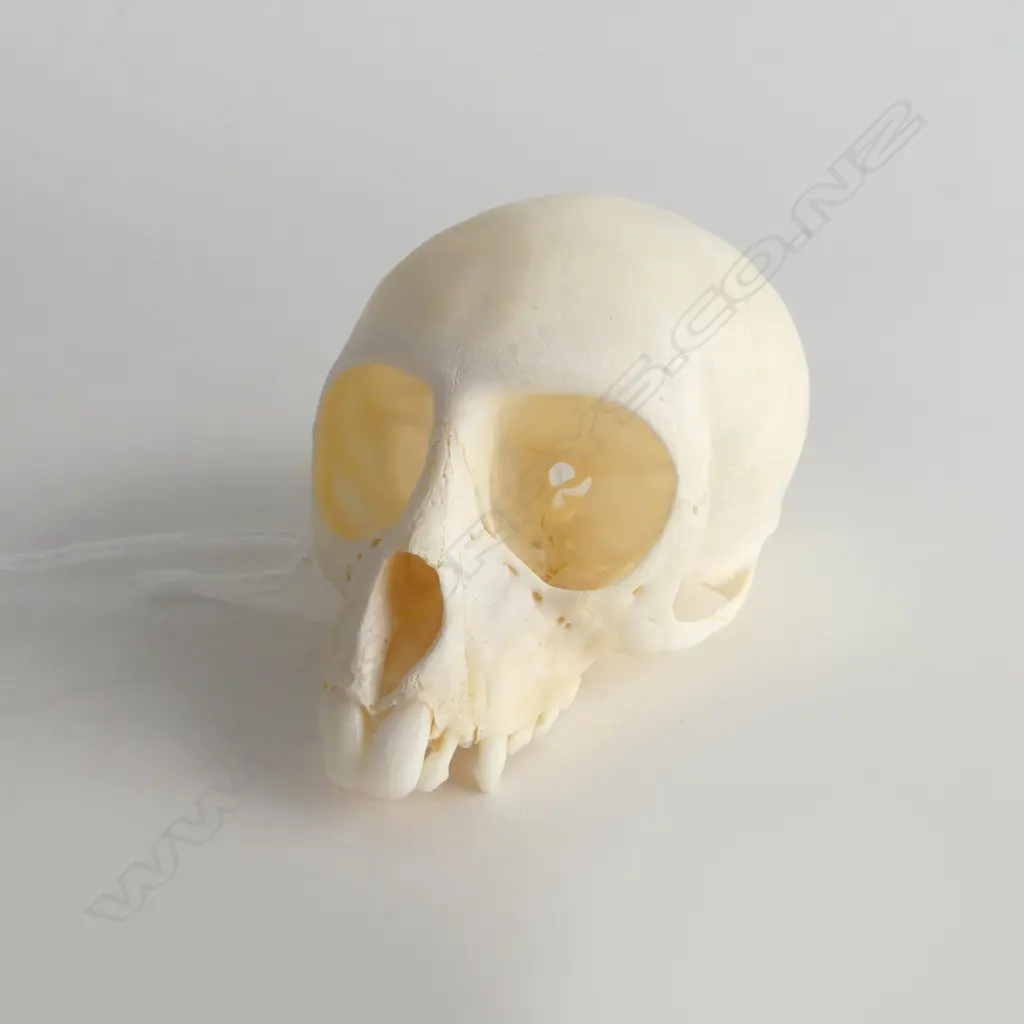 VERVET MONKEY SKULL L.90mm Image 1++
