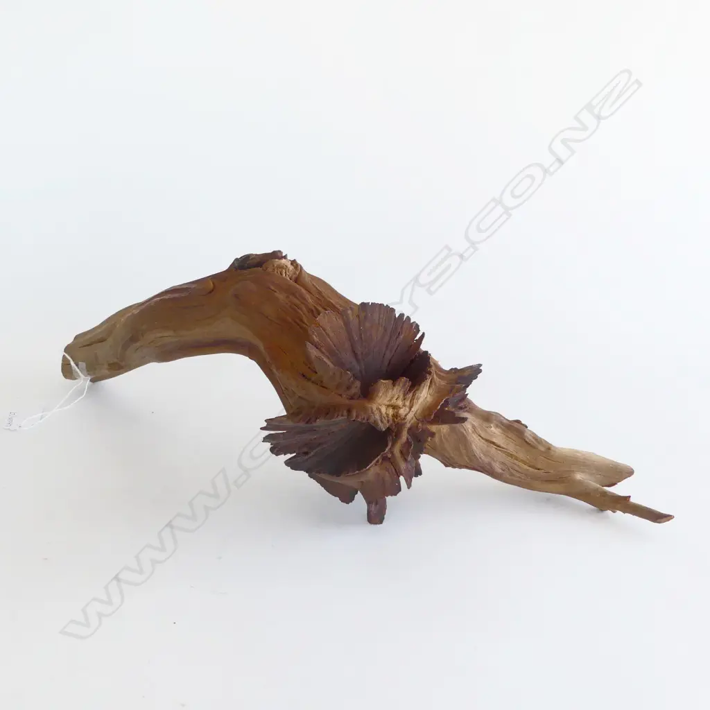DACTYLANTHUS WOOD ROSE L420MM Image 1++