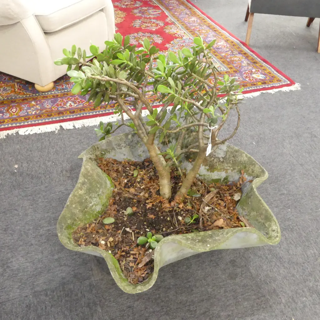 WILLIE GUHL PLANTER w. JADE MONEY TREE 760mm dia Image 1++