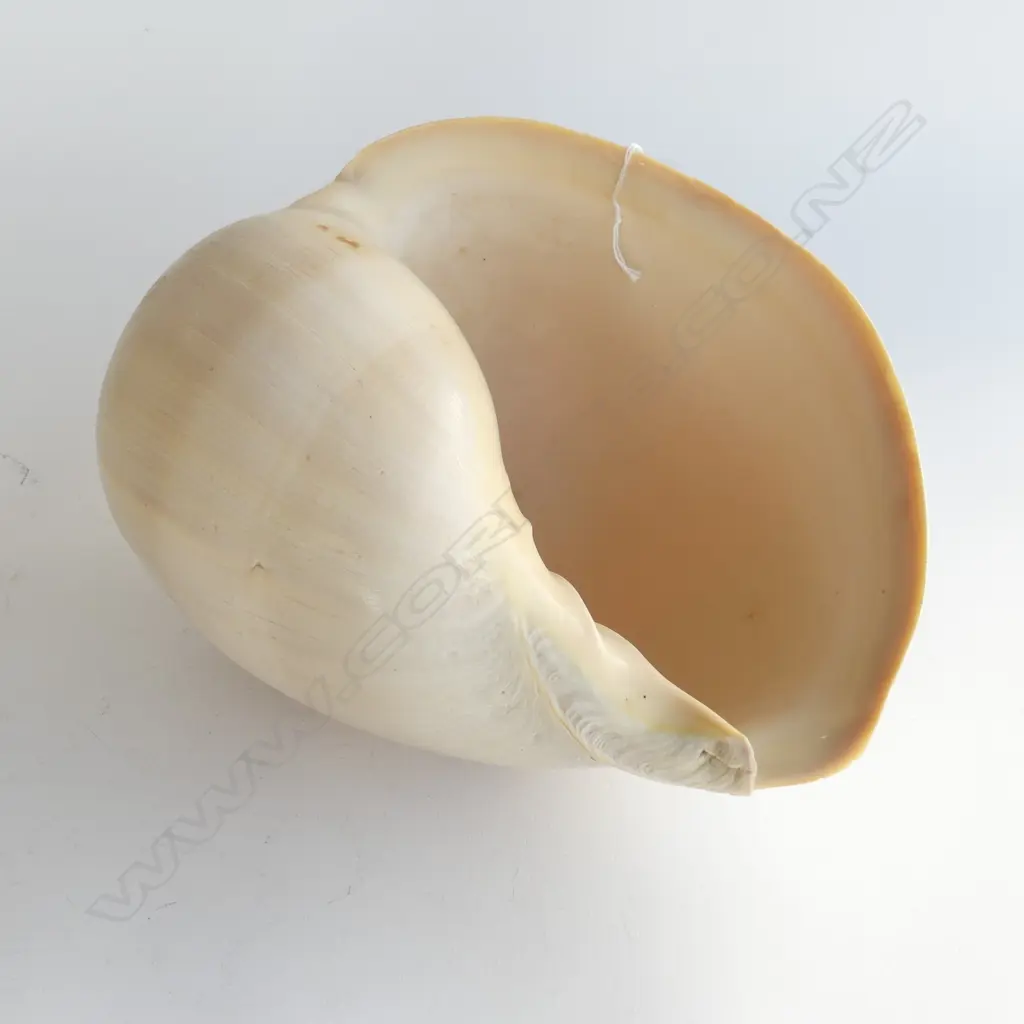 LG MELO AMPHORA 'GIANT BAILER' SHELL L.270mm Image 1++