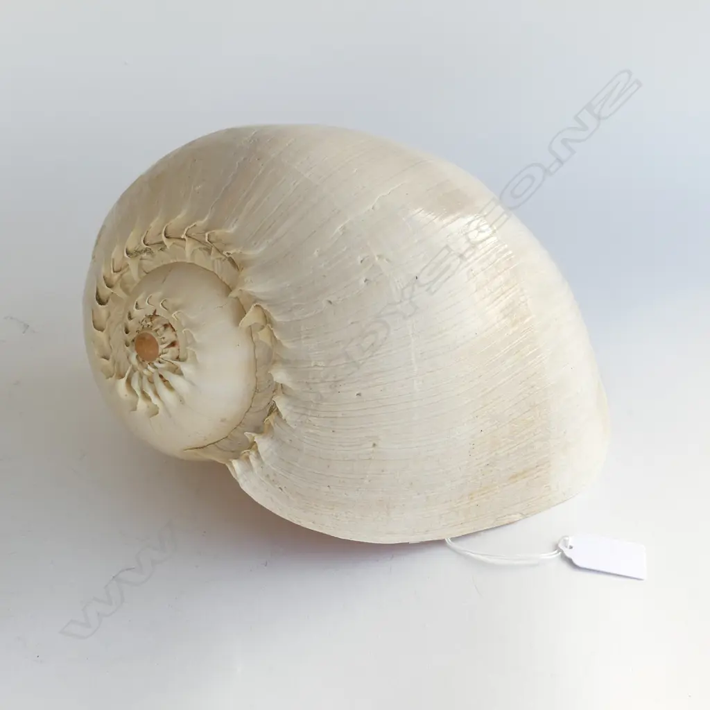 LG MELO AMPHORA 'GIANT BAILER' SHELL L.270mm Image 1++