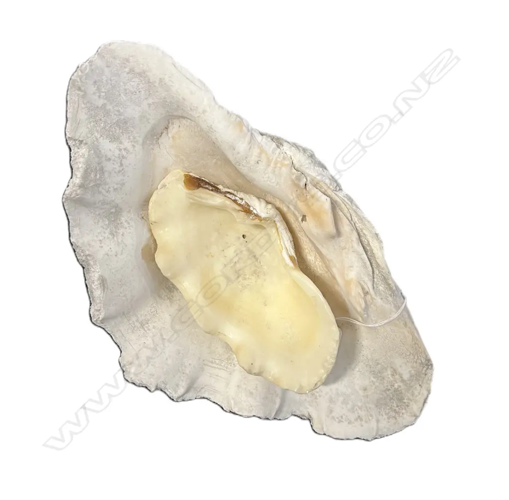 2 CLAM SHELLS L's.295 & 165mm Image 1++