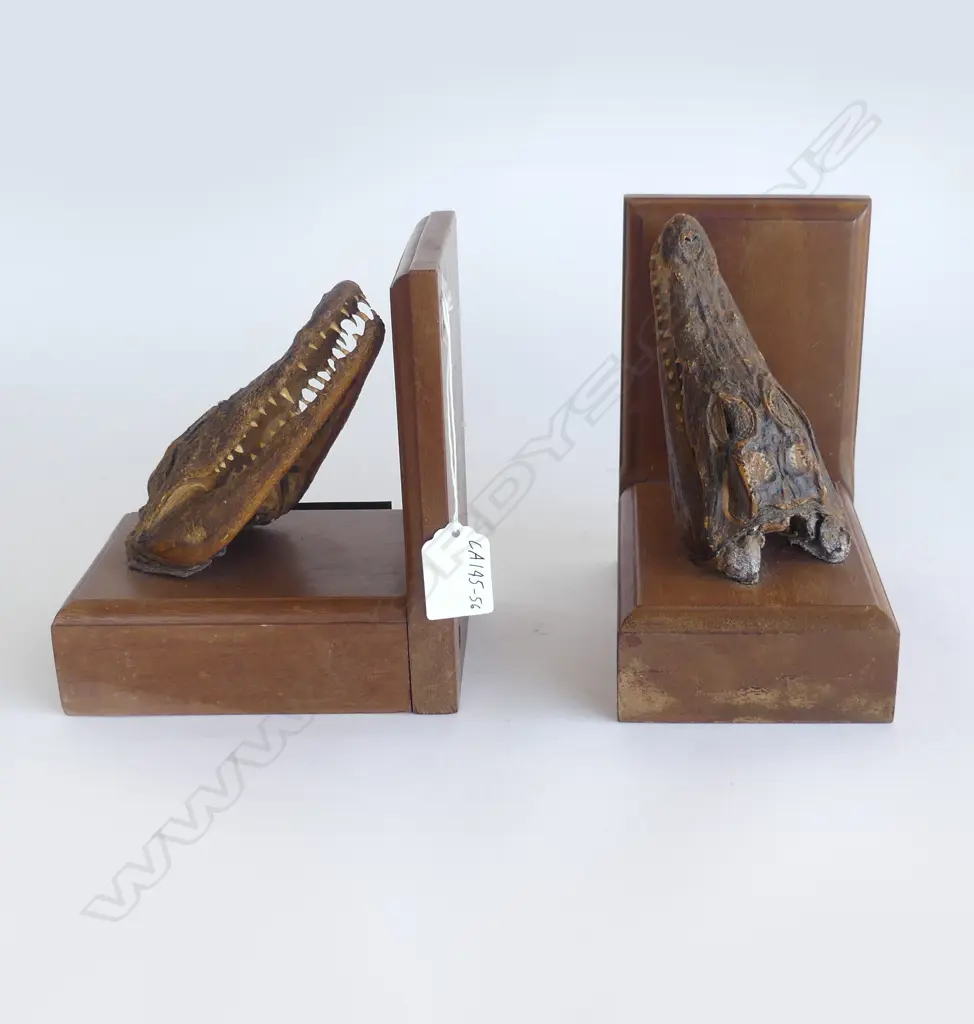 WOODEN BOOKENDS WITH HEAD OF A TAXIDERMY CROCODILE, H.170MM Image 1++