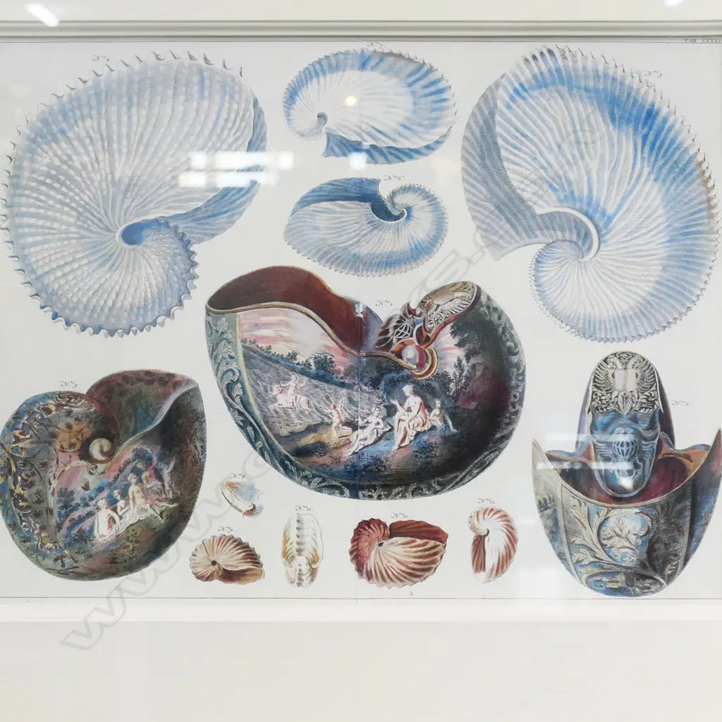 NAUTILUS PRINT, FRAMED 385x500mm Image 1++