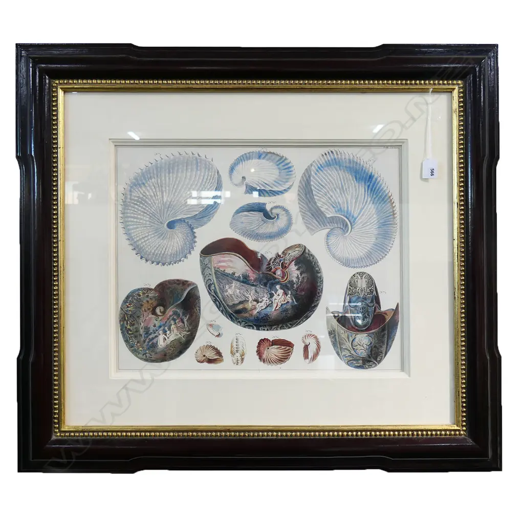 NAUTILUS PRINT, FRAMED 385x500mm Image 1++