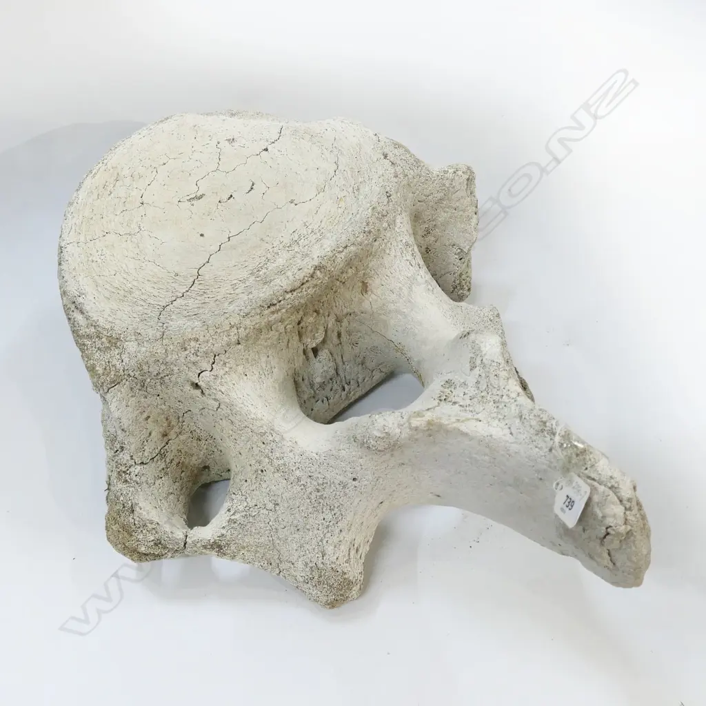 OLD LGE BONE VERTABRAE elephant? Image 1++