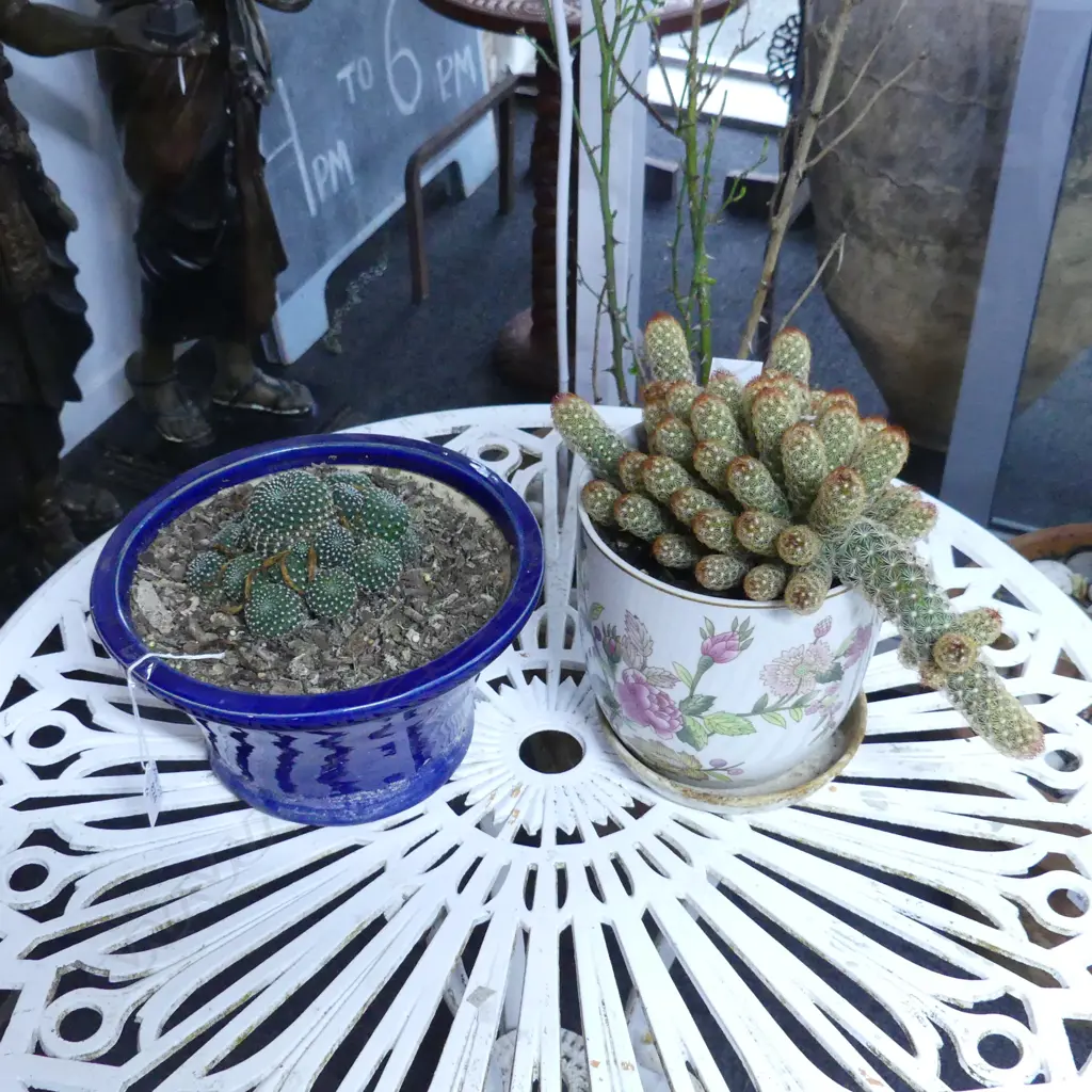 TWO CACTI IN CERAMIC POTS, BLUE H.140mm, FLORAL H.200mm Image 1++