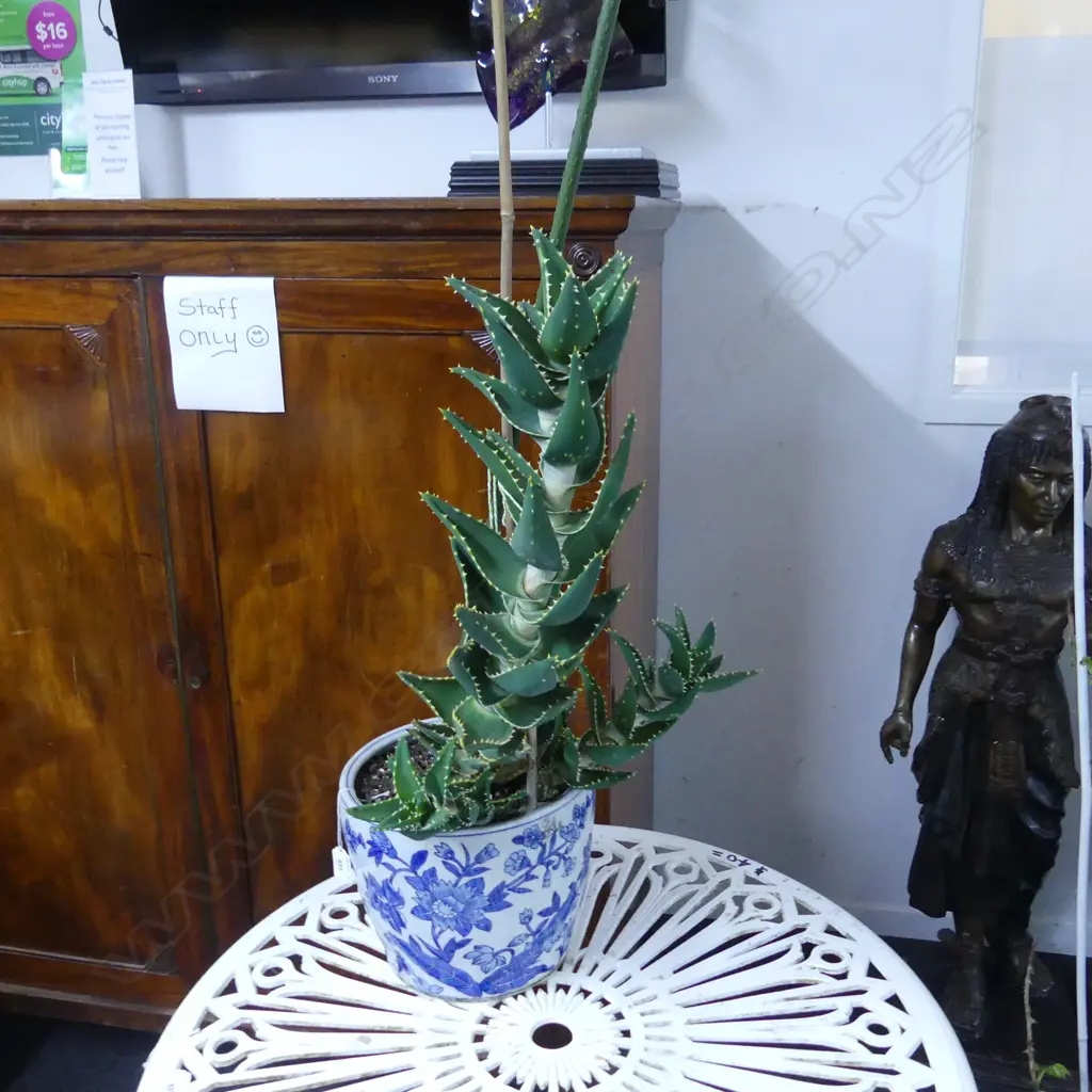 CACTUS type PLANT  IN B/W FLORAL CERAMIC POT H.200mm x DIA.260mm Image 1++