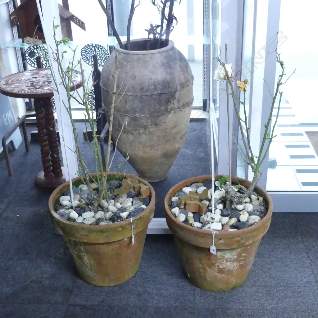 PR ROSES IN TERRACOTTA POT H.350mm DIA.430mm Image 1++