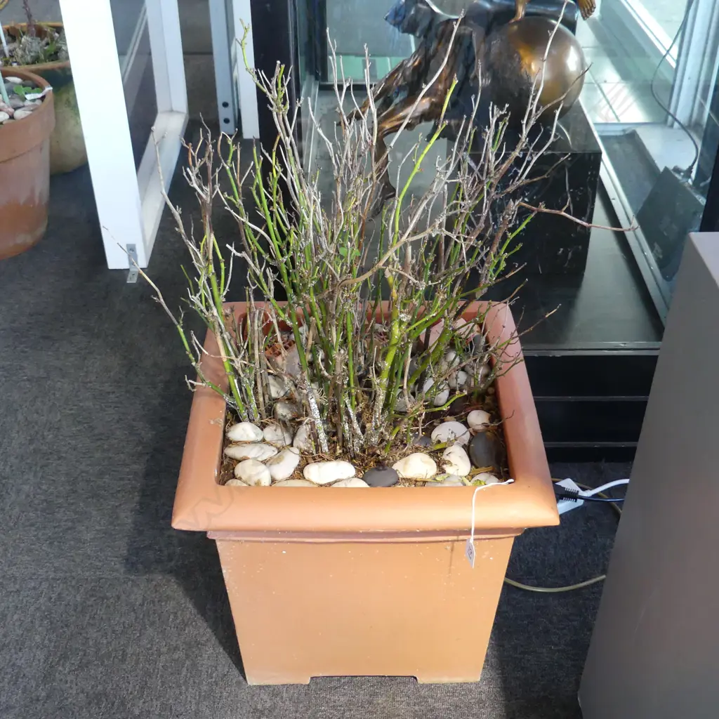 PR PLANTS; BUSH ROSE & EPIPHYLLUM CACTI IN SQUARE PLASTIC POTS H.400 x 430 x 430mm Image 1++