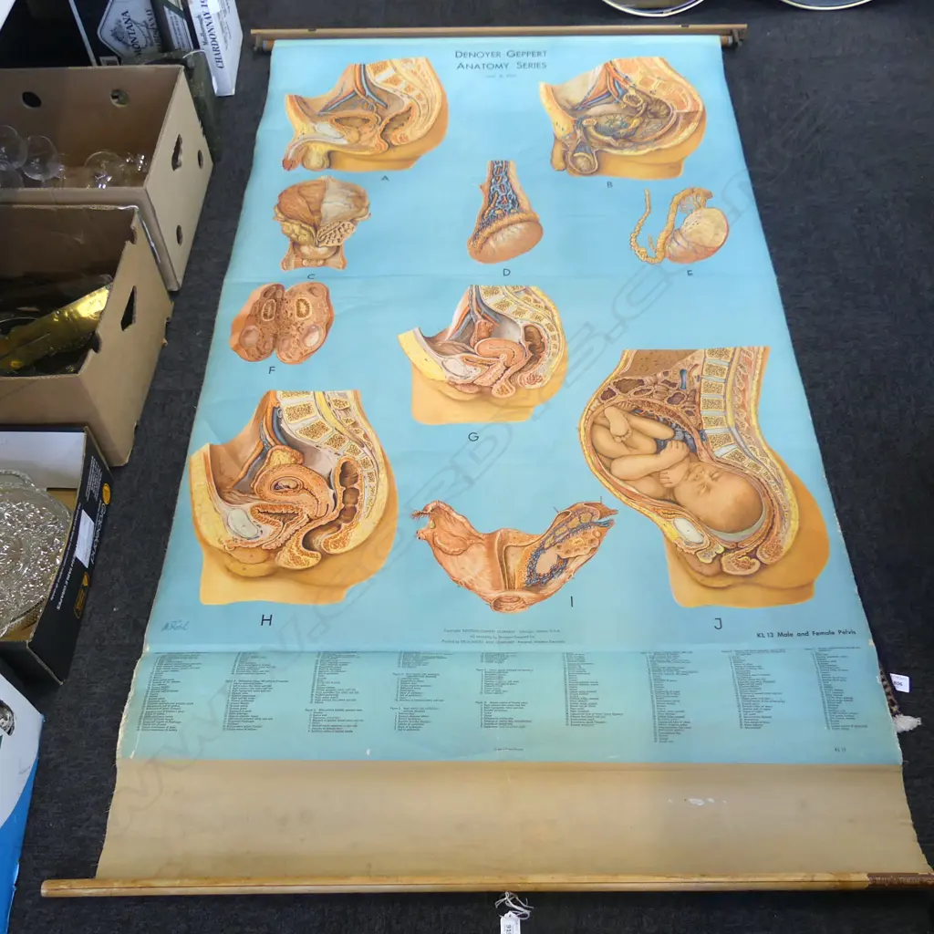 VINTAGE MEDICAL CHART Image 1++