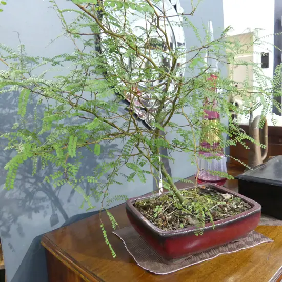 KOWHAI BONSAI H.650mm