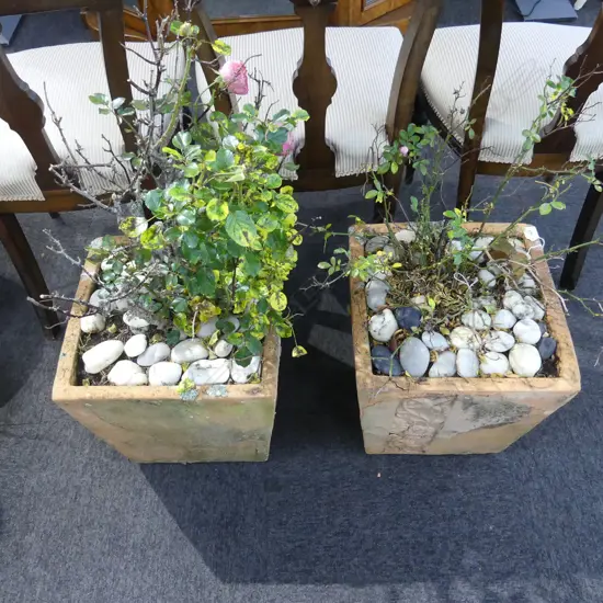 PR ROSES IN SQUARE TERRACOTTA POT w incised floral design, H.380 x 360 x 360mm