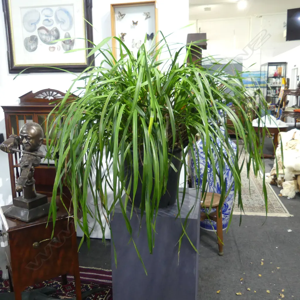 LG MATURE CYMBIDIUM ORCHID, H.1000mm w pot Image 1++