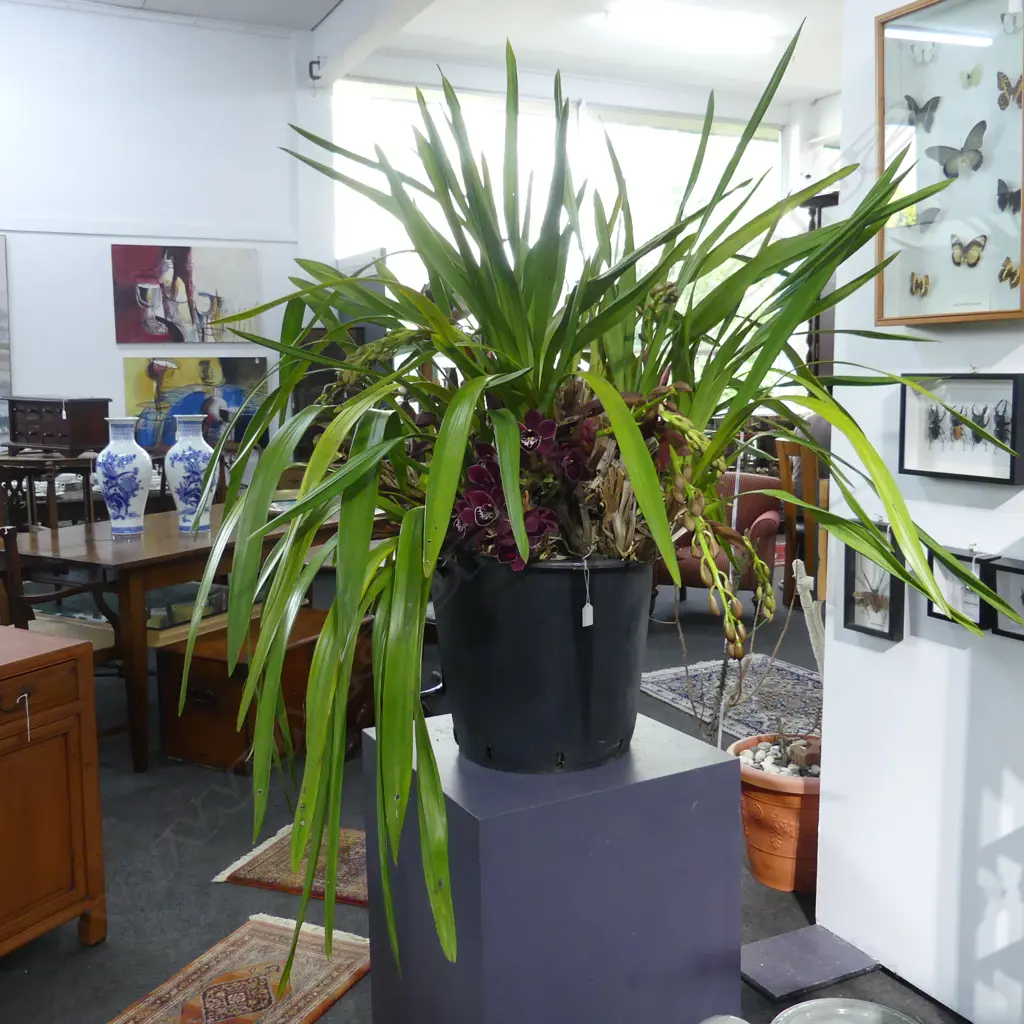 LG MATURE CYMBIDIUM ORCHID w MULTIPLE FLORAL STEMS, DEEP PURPLE, H.1200mm w pot Image 1++