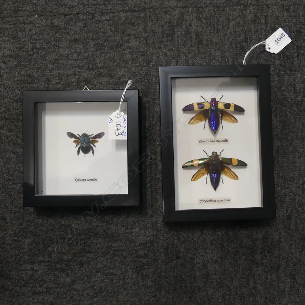 PR FRAMED BEETLES, SINGLE 145 x 145 x 50mm, SINGLE 200 x 140 x 30mm Image 1++