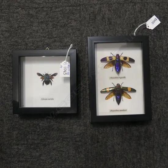 PR FRAMED BEETLES, SINGLE 145 x 145 x 50mm, SINGLE 200 x 140 x 30mm