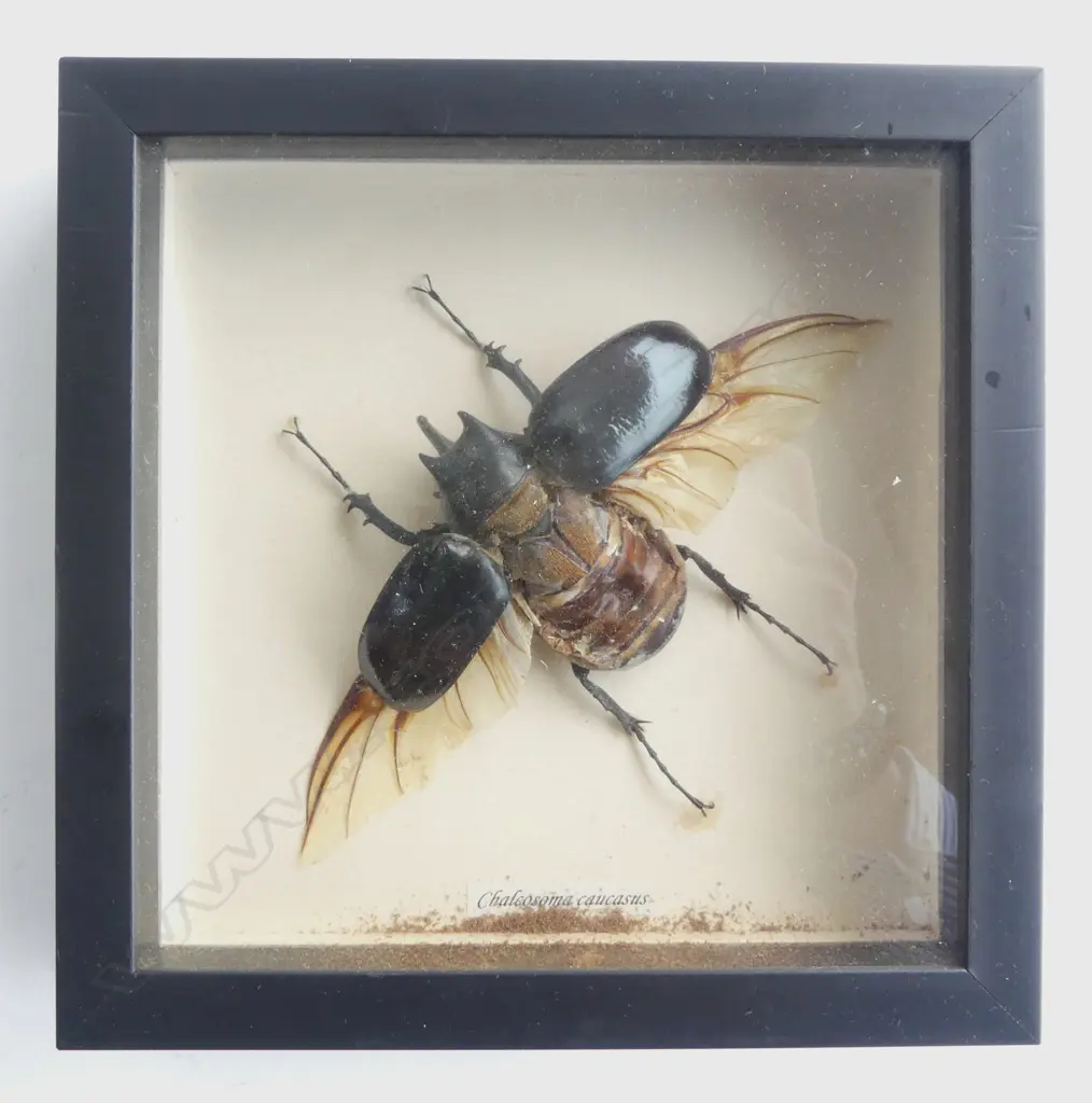 FRAMED LG OX BEETLE, 190 x 190 x 30mm Image 1++