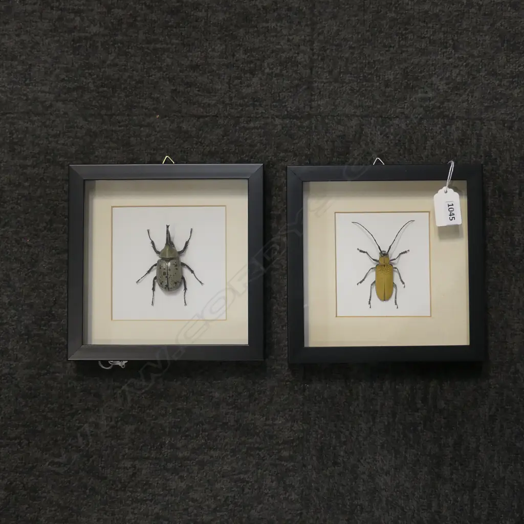 PR FRAMED FLYING BEETLES, 190 x 190 x 30mm Image 1++