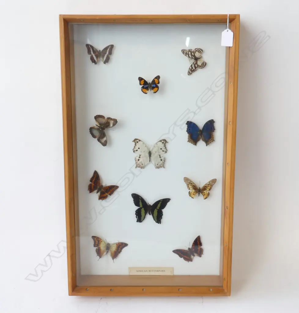 BOX OF AFRICAN BUTTERFLIES EX-WEBBS WAGNER MUSEUM SALE H.640MM W.380MM D.90MM Image 1++