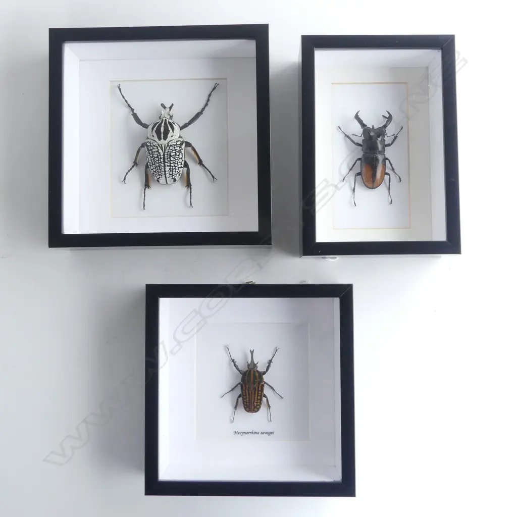 3 FRAMED BEETLES, 185 x 185 x 50mm, 200 x 140 x 50mm, 200 x 200 x50mm Image 1++