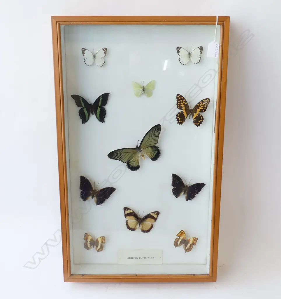 BOX OF AFRICAN BUTTERFLIES EX-WEBBS WAGNER MUSEUM SALE H.640MM W.380MM D.90MM Image 1++