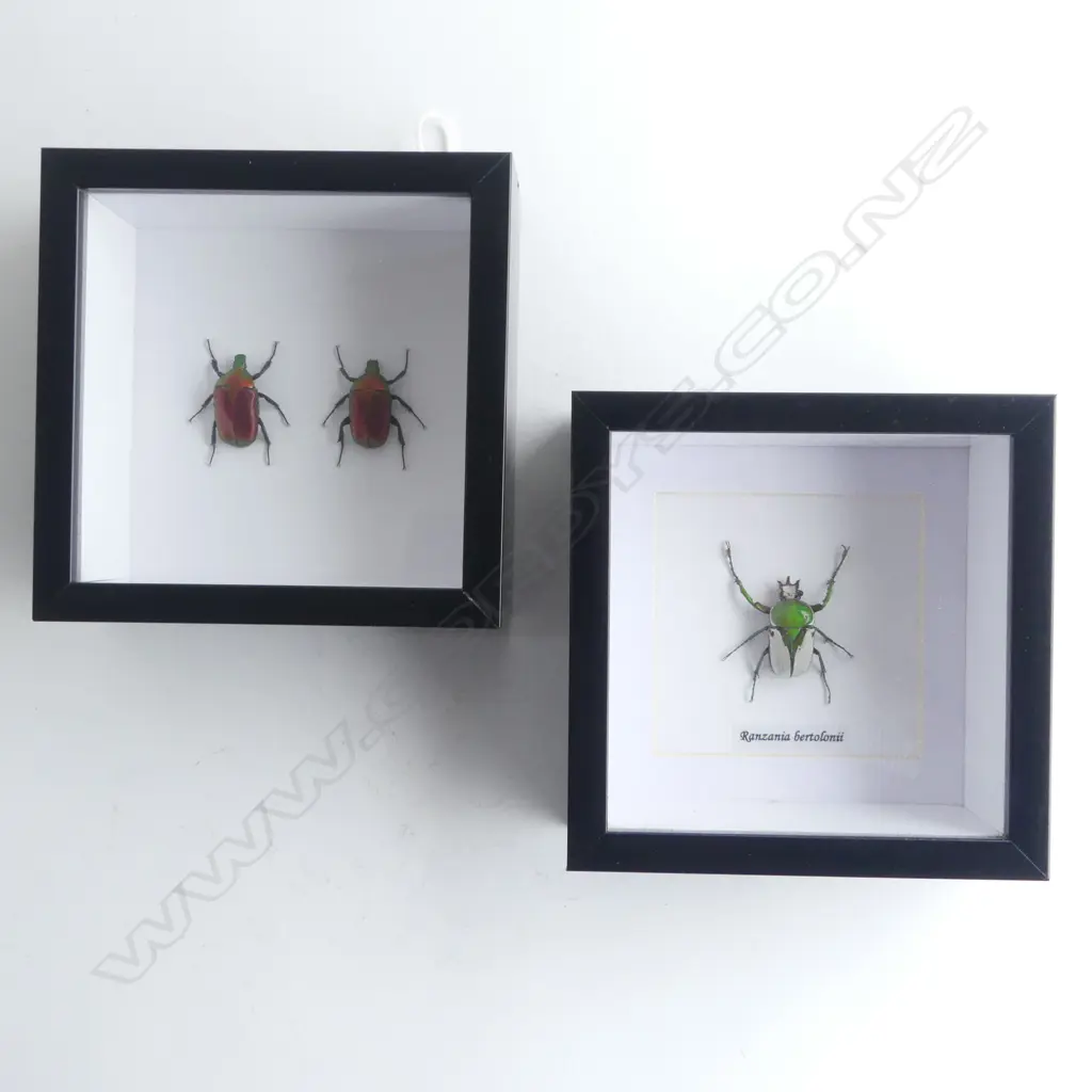 PR FRAMED BEETLES, 150 x 150 x 50mm Image 1++