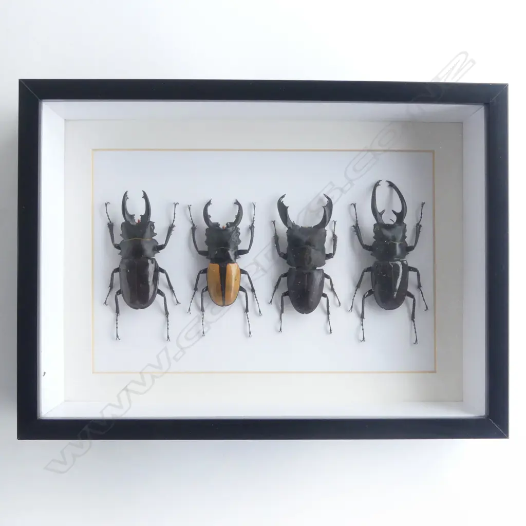 QUARTET FRAMED BEETLES, 220 x 300 x 50mm Image 1++