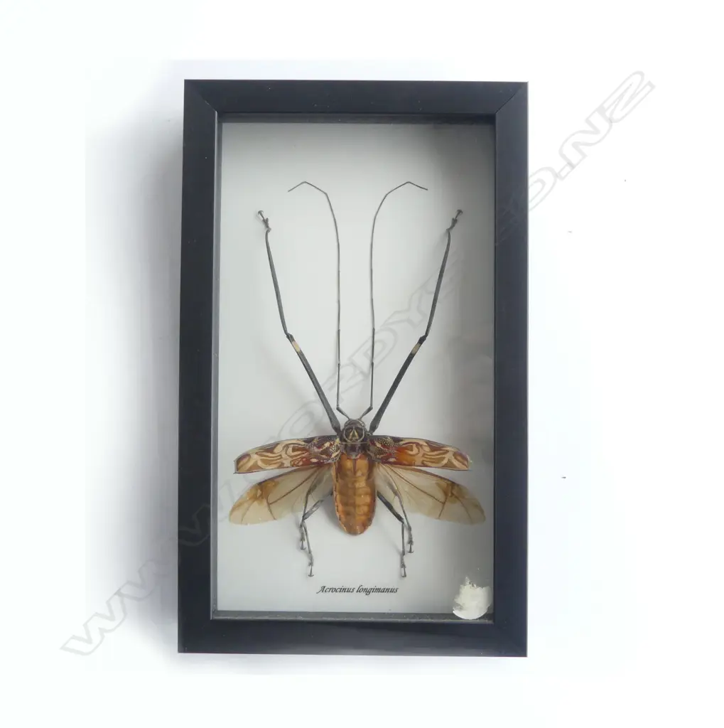 FRAMED HARLEQUIN BEATLE 260 x 160 x 30mm Image 1++
