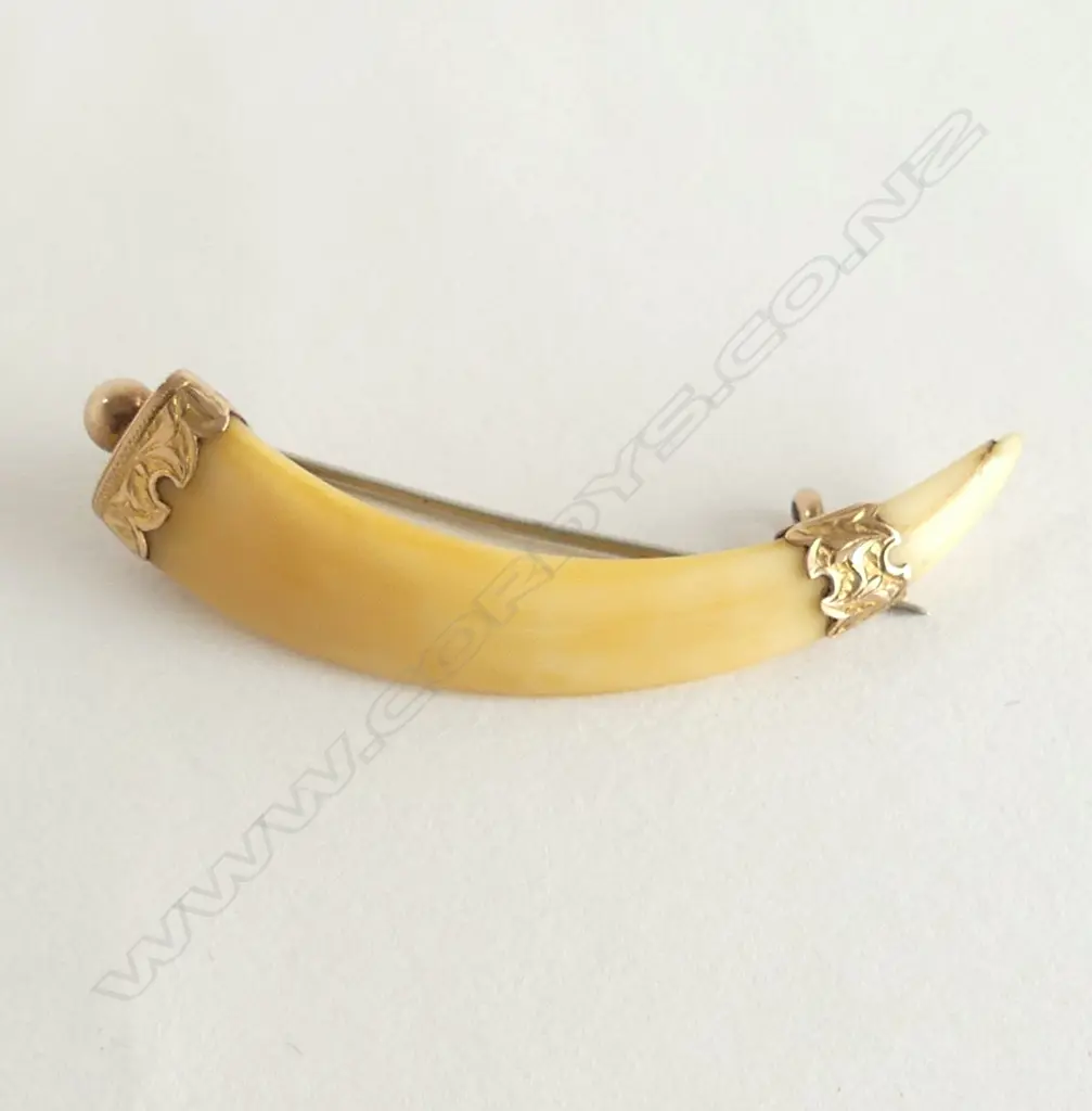 GOLD TUSK BROOCH W.55mm Image 1++