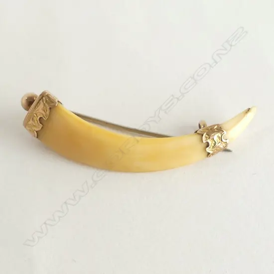 GOLD TUSK BROOCH W.55mm