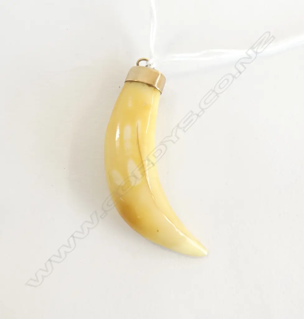 9CT GOLD CAPPED TIGERS TOOTH L60MM Image 1++
