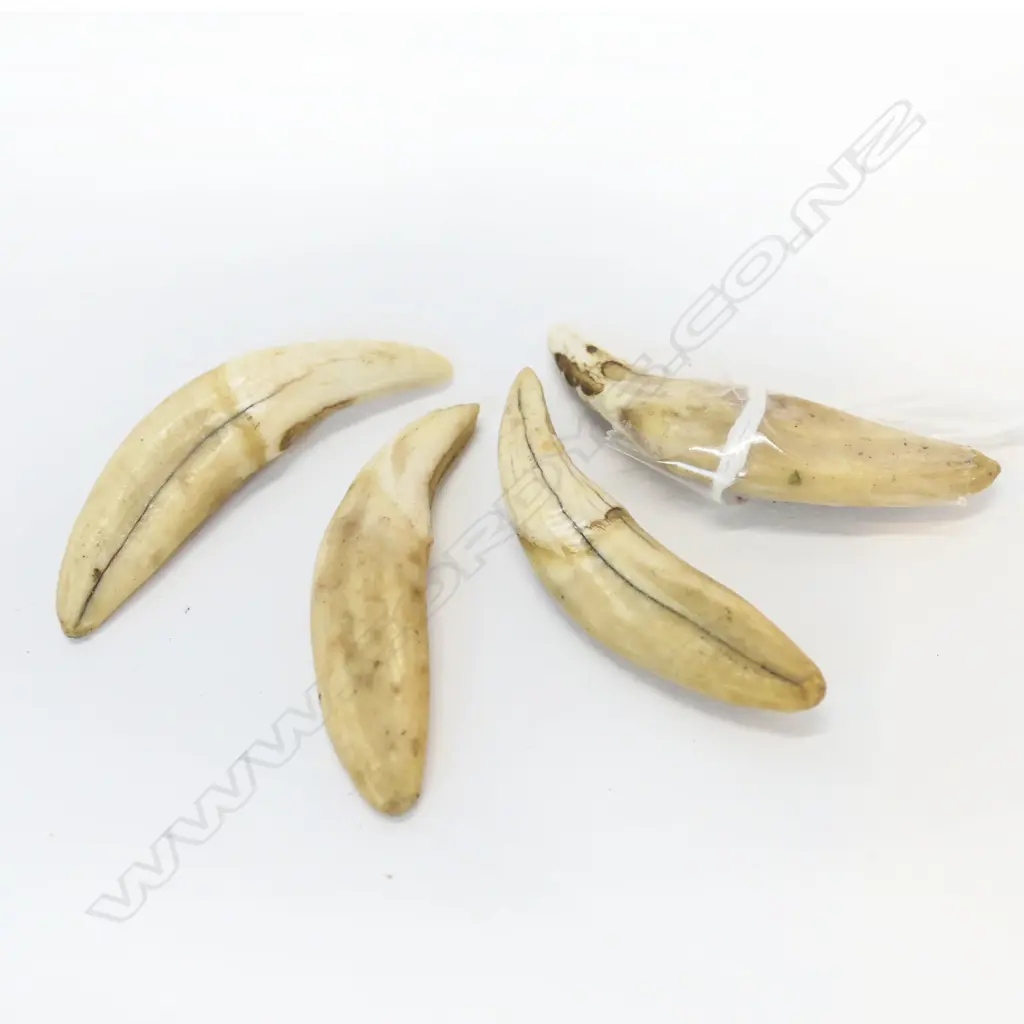 4 TIGERS TEETH L.45mm Image 1++